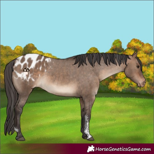Horse Color:Brown Dun Sabino Appaloosa Rabicano 