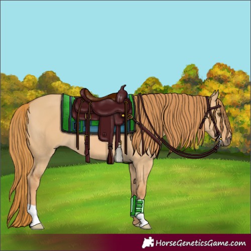Horse Color:Red Dun 