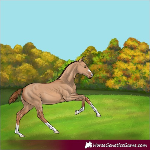 Horse Color:Red Dun 