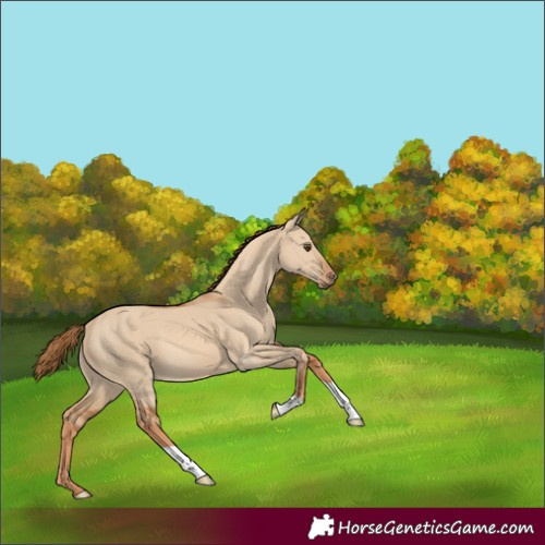 Horse Color:Red Dun 