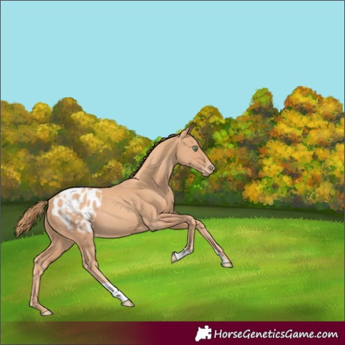 Horse Color:Gold Champagne Blanket