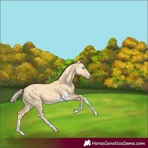 Horse Color:Gold Cream Champagne Dun 