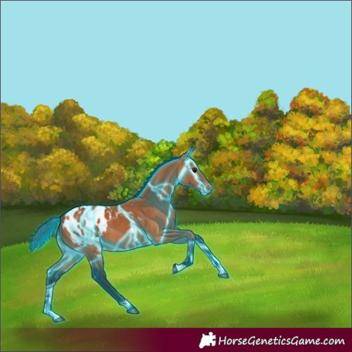 Horse Color:Thunderstruck Bay Blanket 