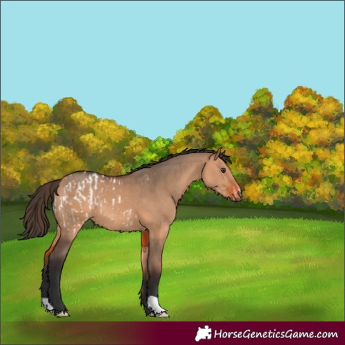 Horse Color:Bay Dun Blanket and Bay Dun
