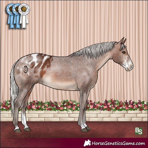 Horse Color:Silver Brown Sabino Appaloosa 