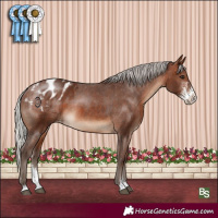 Horse Color:Silver Brown Sabino Appaloosa