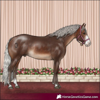 Horse Color:Silver Brown Sabino Rabicano 