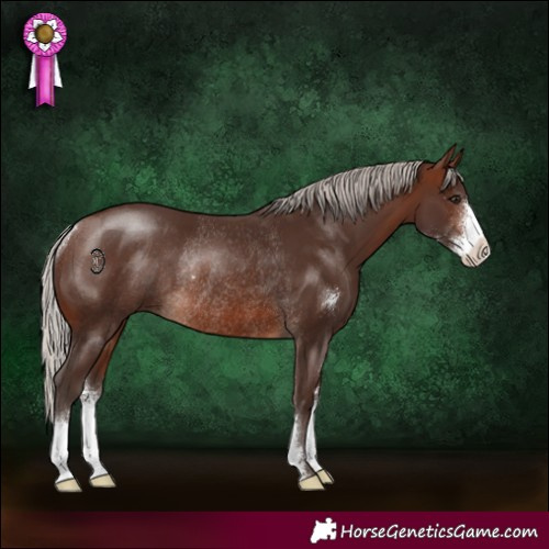 Horse Color:Silver Brown Sabino Rabicano 