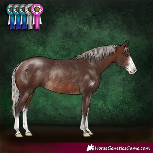 Horse Color:Silver Brown Sabino Rabicano 