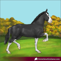 Horse Color:Black Splash