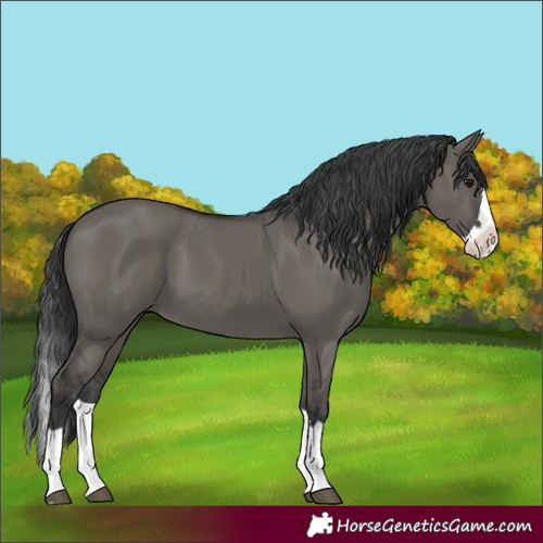 Horse Color:Grullo Splash 