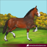 Horse Color:Bay 