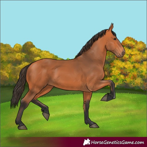 Horse Color:Bay 