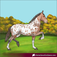 Horse Color:Bay Tobiano Appaloosa 