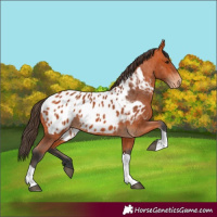 Horse Color:Bay Tobiano Appaloosa 