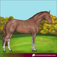 Horse Color:White Spotted Chestnut Sabino 