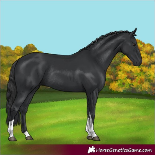Horse Color:Black Tobiano Rabicano 