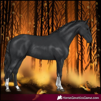Horse Color:Black Tobiano Rabicano
