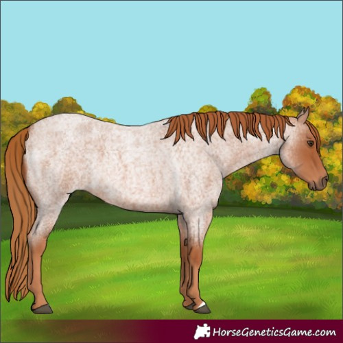 Horse Color:Red Roan 