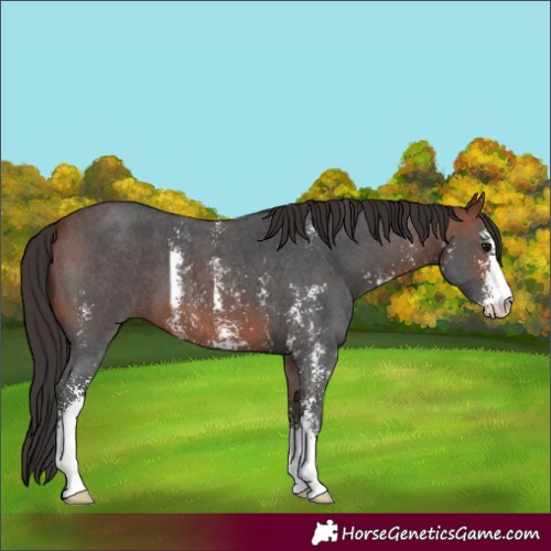 Horse Color:Bay Sabino
