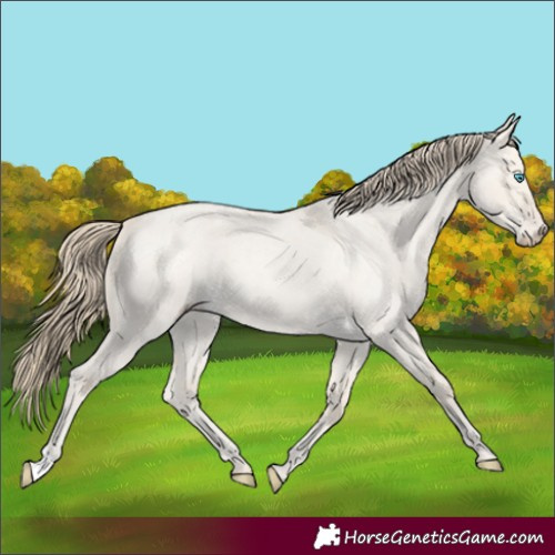 Horse Color:Smoky Creme Roan Dun 
