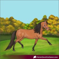 Horse Color:Bay 