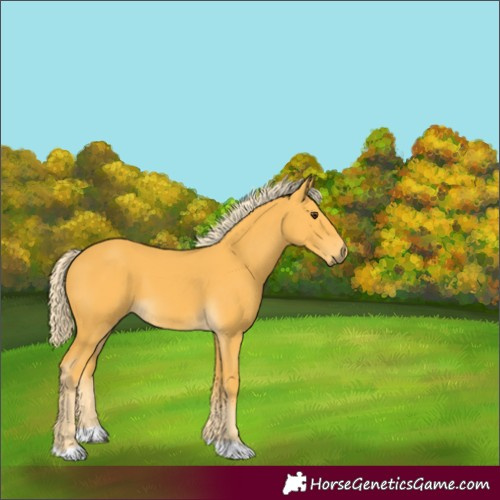 Horse Color:Palomino 
