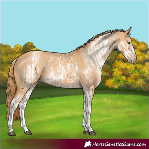 Horse Color:White Spotted Red Dun Rabicano and White Spotted Red Dun Rabicano