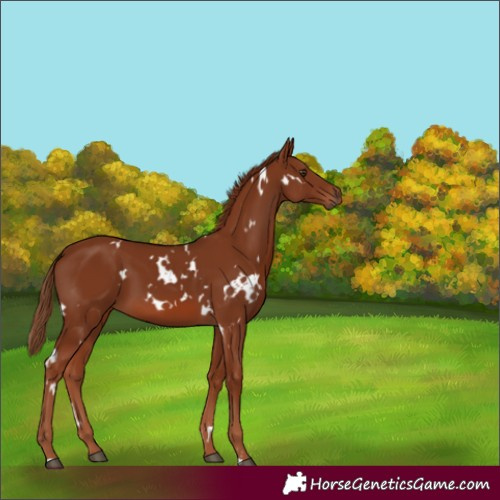 Horse Color:White Spotted Chestnut 