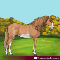Horse Color:White Spotted Chestnut Frame