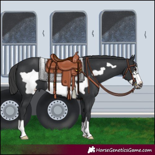 Horse Color:Black Frame 