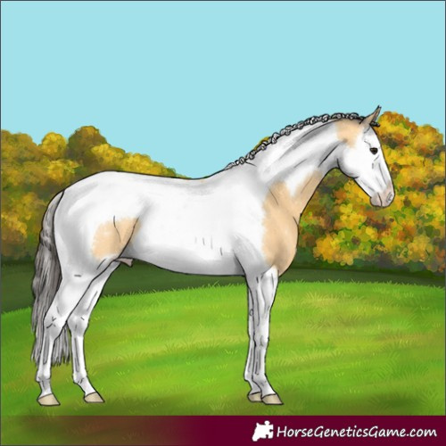 Horse Color:Buckskin Splash Tobiano 
