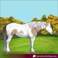 Horse Color:Amber Champagne Dun Splash Tobiano 
