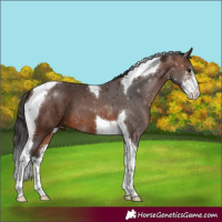 Horse Color:Brown Sabino Tobiano