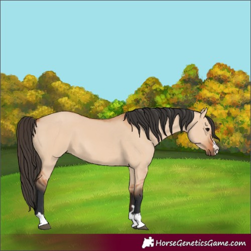 Horse Color:Bay Dun 