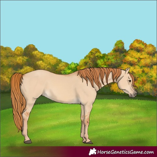 Horse Color:Red Dun 