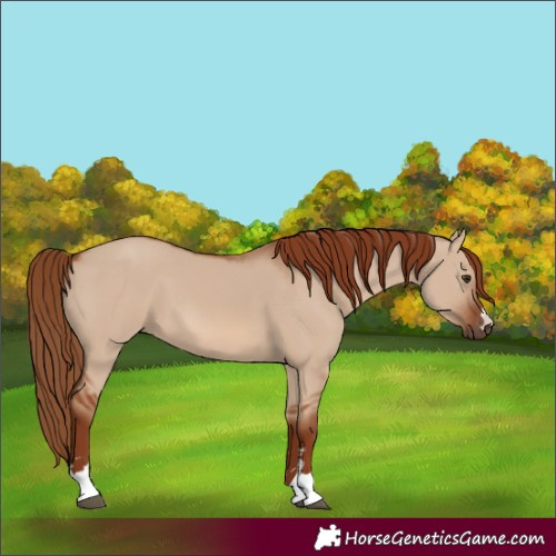 Horse Color:Red Dun 