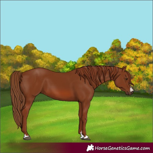 Horse Color:Chestnut 