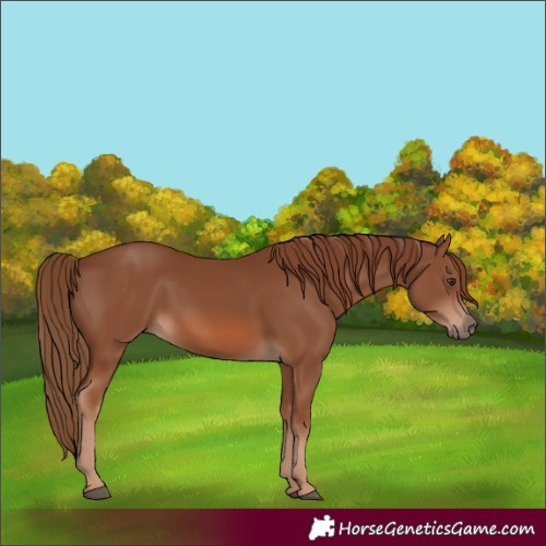 Horse Color:Chestnut 