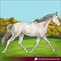 Horse Color:Perlino Tobiano