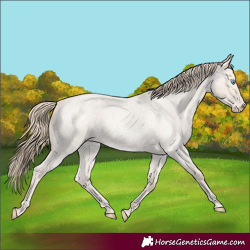 Horse Color:Smoky Creme Roan Dun 