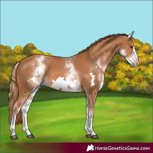 Horse Color:Unknown 