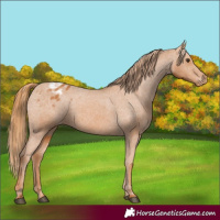 Horse Color:Chestnut Appaloosa 