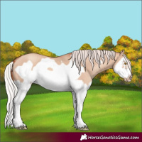 Horse Color:Silver Classic Champagne Dun Splash Frame 