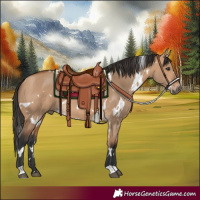 Horse Color:White Spotted Bay Dun