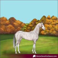 Horse Color:Bay Roan Splash 