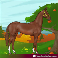 Horse Color:Chestnut Tobiano Rabicano