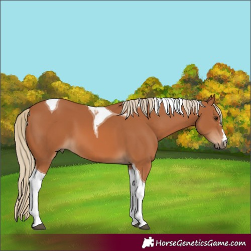 Horse Color:Chestnut Tobiano