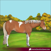 Horse Color:Chestnut Tobiano