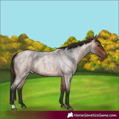 Horse Color:Unknown 
